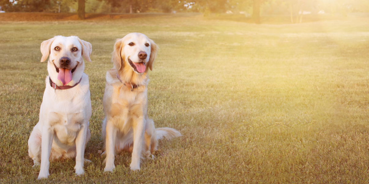 A refreshing new vet experience starts here